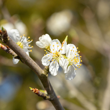 Schlehe in Weiß als Dekoration für den Frühling