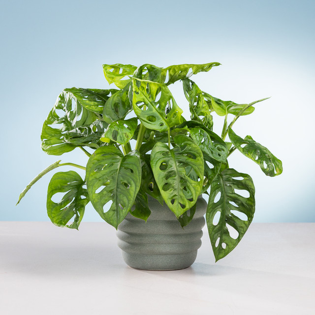 Watch me grow Tischpflanze von BLUME2000 in Grün, B/T/H: 35,0 x 12,0 x 12,0 cm - Bild 1