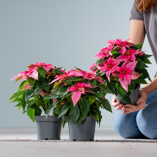 3er Set Weihnachtsstern Princettia von BLUME2000 in Pink, Höhe: 40 cm, Breite: 40 cm, Tiefe: 40 cm - Bild 1