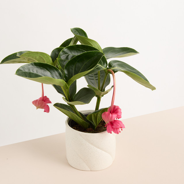 Keramik Übertopf Blume2000 Creme Reaktiv Beige/Weiß Rund Höhe: 15 cm, Breite: 15 cm, Tiefe: 13 cm - Bild 1