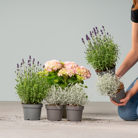 BLUME2000 Balkon-Mix Hortensie, Lavendel und Stacheldraht Set mit 5 Stück