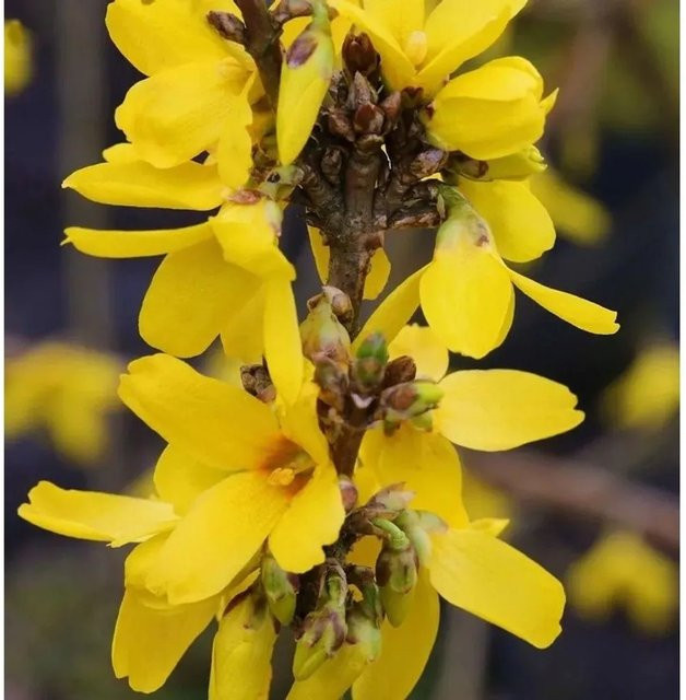 Forsythia intermedia Forsythie Week End gelbe Blütenhecke, Höhe: 125-150 cm - Bild 1