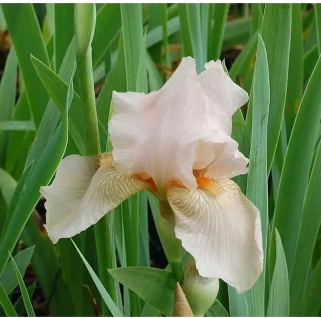 Schwertlilie Constance Wattez Iris barbata als Gartenstaude und Beetpflanze von Nr-01.de - Bild 1