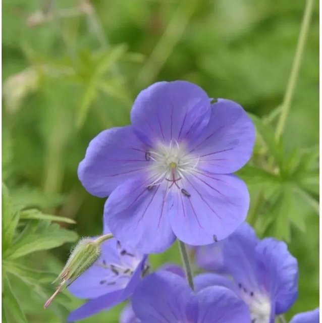 Wiesenstorchschnabel Brookside Geranium pratense lila mehrjährige Staude von Nr-01.de - Bild 1