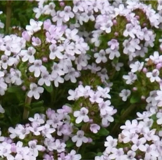 Orangen Thymian Thymus vulgaris Gewürzpflanze von Nr-01.de - Bild 1