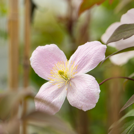 Clematis Fragrant Spring Kletterpflanze von BLUME2000