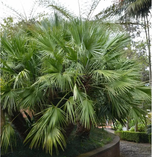 Chinesische Hanfpalme Trachycarpus fortunei von Nr-01.de, Höhe: 60-80 cm, grün - Bild 1