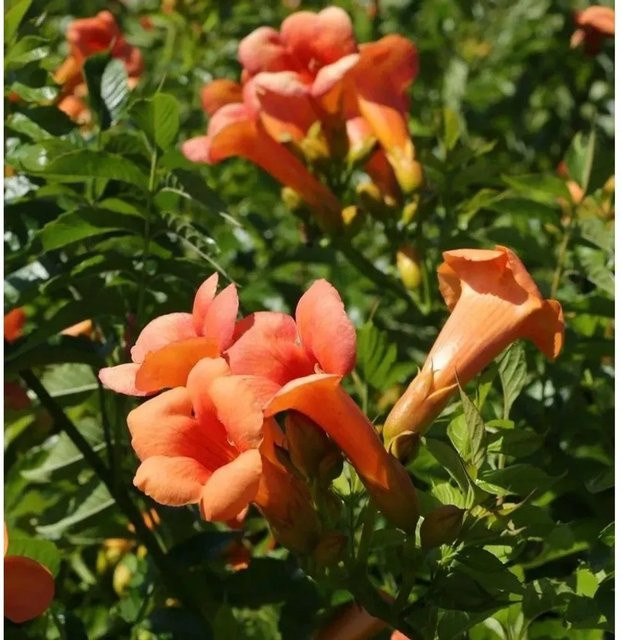 Chinesische Klettertrompete Campsis grandiflora als Kletterpflanze für den Garten in Orange und Rot, Höhe: 125-150 cm - Bild 1