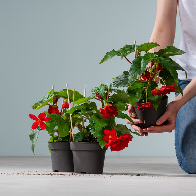 3er Set Knollenbegonie Rot von BLUME2000 für Balkon und Blumenkübel - Bild 1