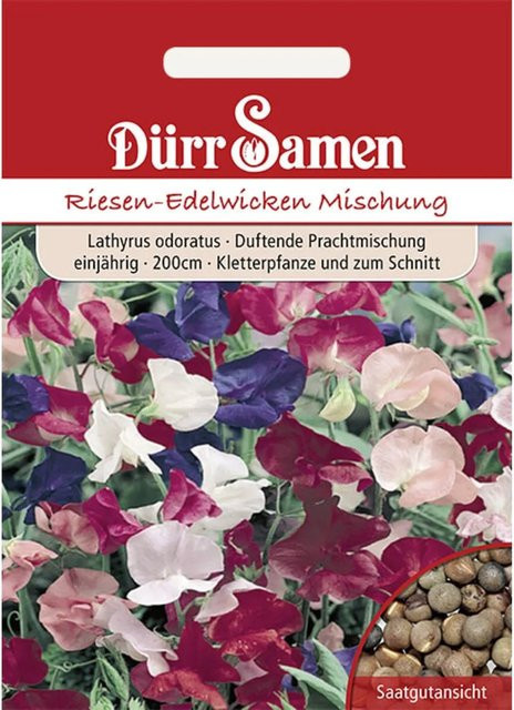Dürr Edelwicken Prachtmischung Einjähriges Saatgut für Freiland, Töpfe und Frühbeete - Bild 1