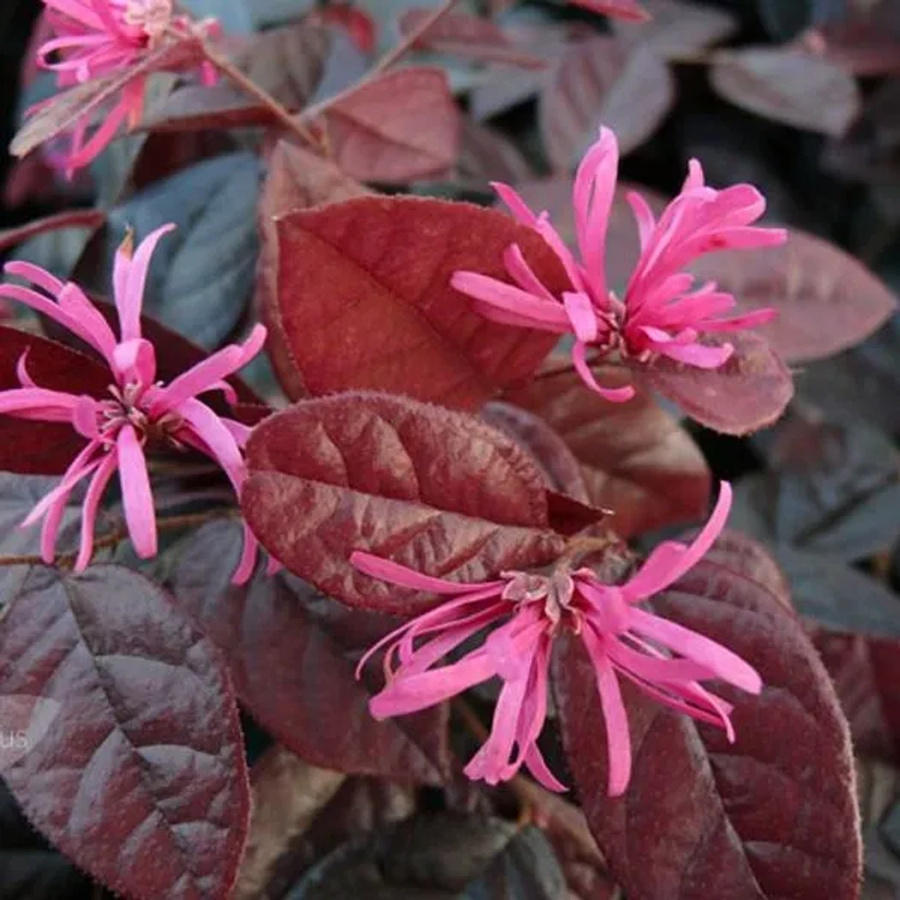 Arborix Loropetalum Fire Dance Loropetalum chinense mit rotem Laub im Container, Höhe: 20 bis 25 cm - Bild 1