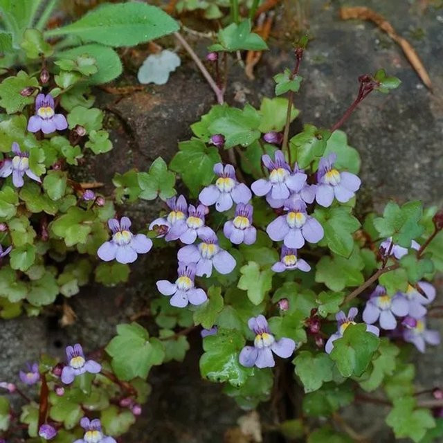 6er Set Arborix Mauer-Zimbelkraut Cymbalaria muralis mit lila Blüten im 9 cm Topf - Bild 1