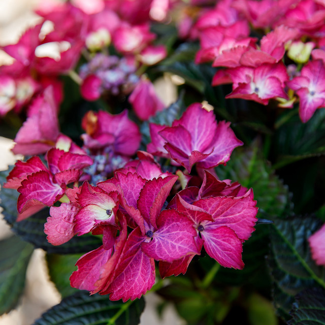 Tellerhortensie Dark Angel Purple von Mein schöner Garten Shop in Lila und Grün - Bild 1
