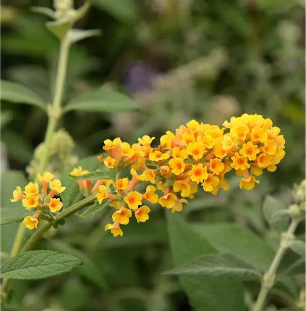 Buddleja weyeriana Sommerflieder Sungold in Goldgelb, Höhe: 80-100 cm - Bild 1