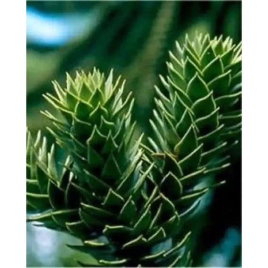Araucaria araucana Chilenische Schmucktanne Andentanne, grün, Höhe: 30-40 cm - Bild 2