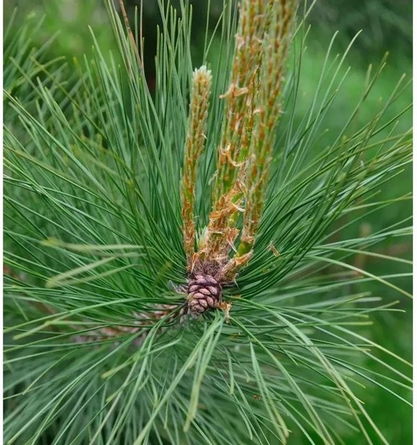 Amerikanische Rotkiefer Pinus resinosa von Nr-01.de in grüngelb, Höhe: 25-30 cm - Bild 1