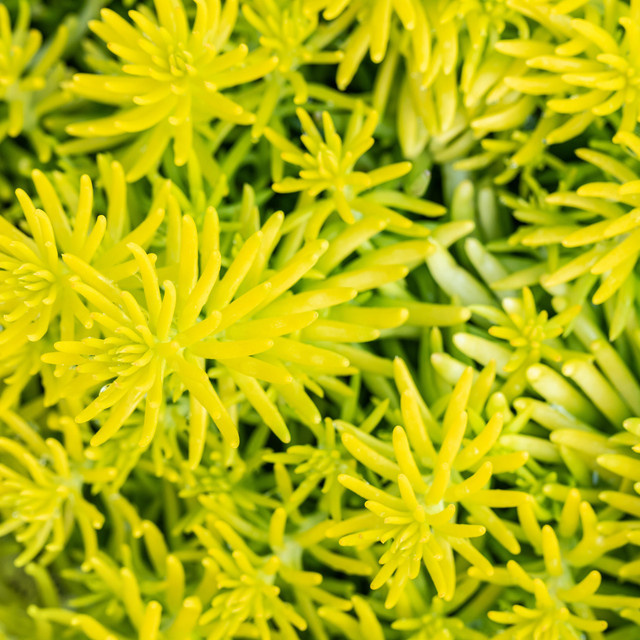 3er Set BIO Felsen-Fetthenne Sedum reflexum von BLUME2000 als mehrjährige Staude für Beete, Kübel, Balkon oder Terrasse - Bild 1