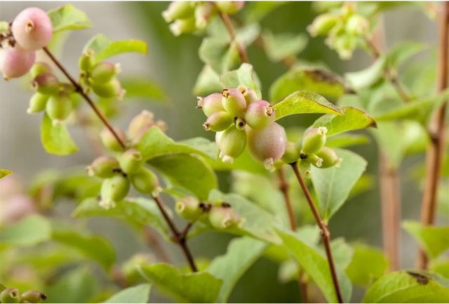 Symphoricarpos doorenbosii Magic Berry Schneckenmyrte als Zierstrauch und Heckenpflanze, Höhe: 100-125 cm, Pink/Weiß/Grün - Bild 1