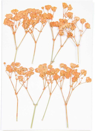 Rico Design Gepresste Blüten Schleierkraut in Orange, 8 Stück