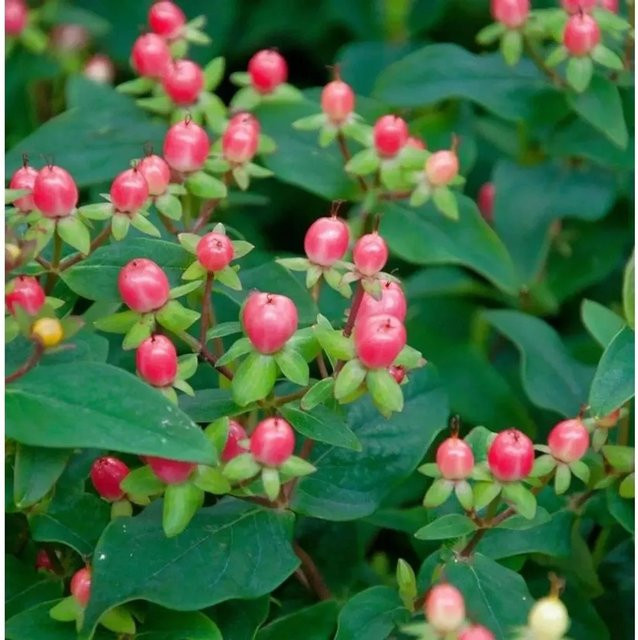 Johanniskraut Miracle Blossom Hypericum Zierstrauch in Gelb und Pink, Höhe: 30-40 cm - Bild 1