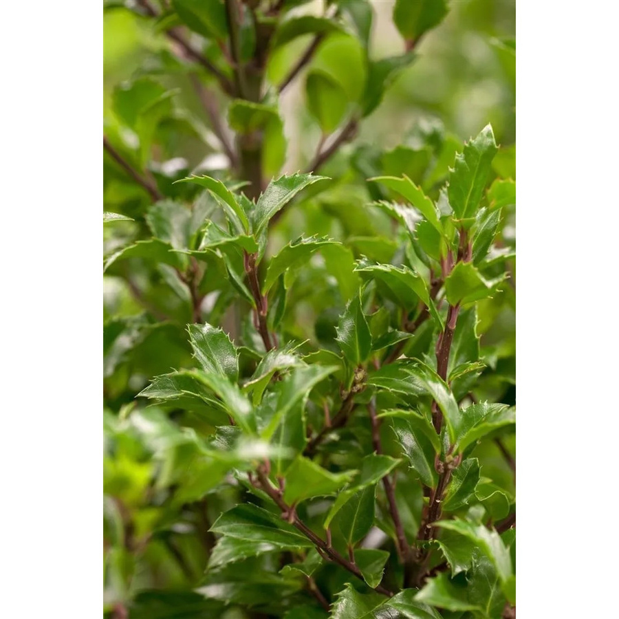 Ilex meserveae Heckenfee Immergrüne Heckenpflanze, Höhe: 80-100 cm - Bild 2