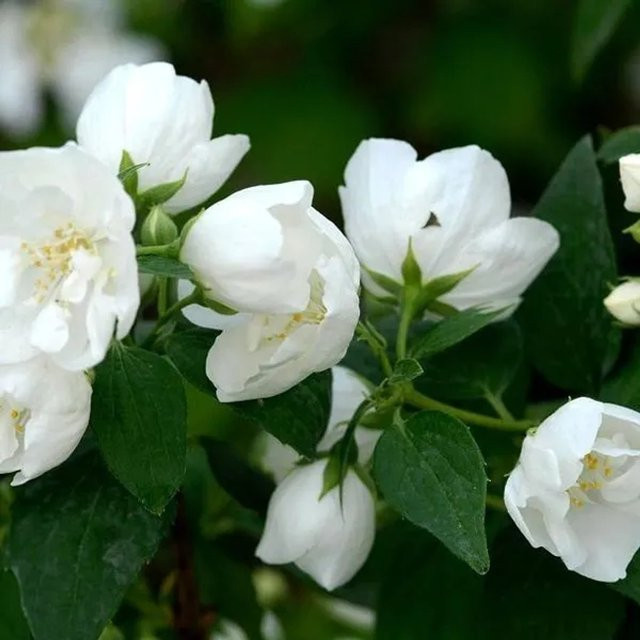 Arborix Gefüllter Gartenjasmin Bouquet Blanc Philadelphus mit duftenden weißen Blüten im Container, Höhe: 50 bis 60 cm - Bild 1
