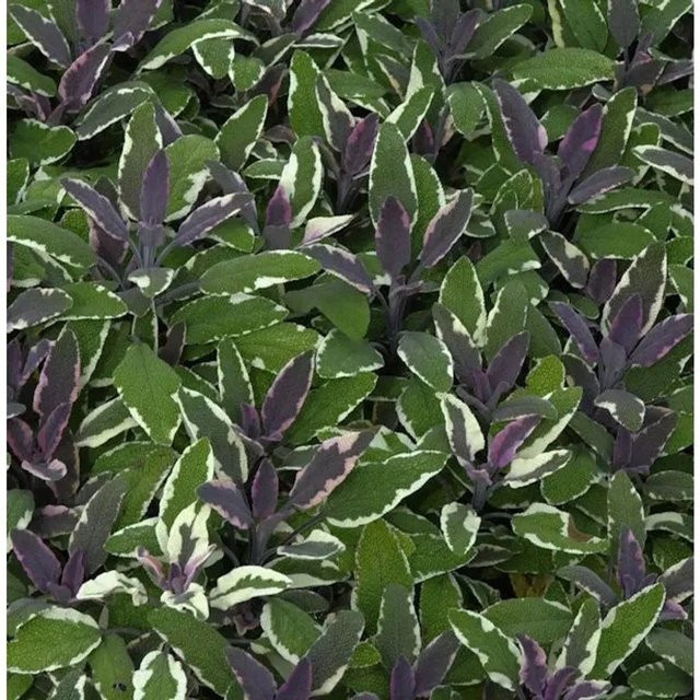 Echter Salbei Tricolor Salvia officinalis als mehrfarbige Gewürz- und Duftpflanze im Topf - Bild 1