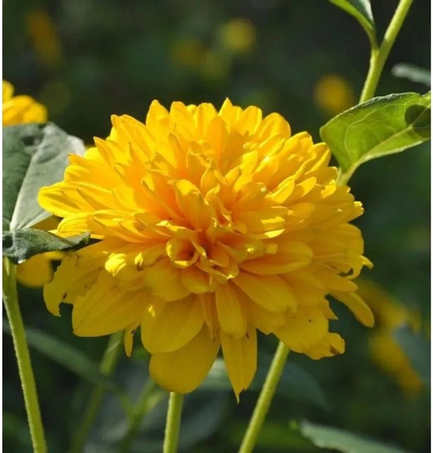 Sonnenblume Sunshine Daydream Helianthus decapetalus gelbe Staude für Garten und Staudenbeet - Bild 1