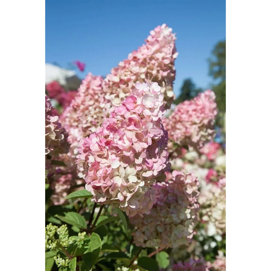 Hydrangea Paniculata Rispenhortensie Sundae Fraise als Zierstrauch in Weiß und Rosa, Höhe: 80-100 cm - Bild 2