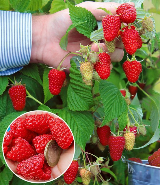 Riesenhimbeere Primeberry Autumn Happy - Bild 1