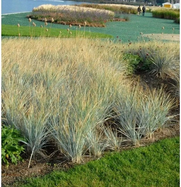 Elymus magellanicus Magellanblaugras im Topf, blau, perennial - Bild 1