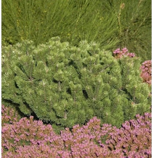 Pinus mugo mughus Krummholz Kiefer von Nr-01.de, grüner Zierstrauch für den Garten, Höhe: 15-20 cm - Bild 1