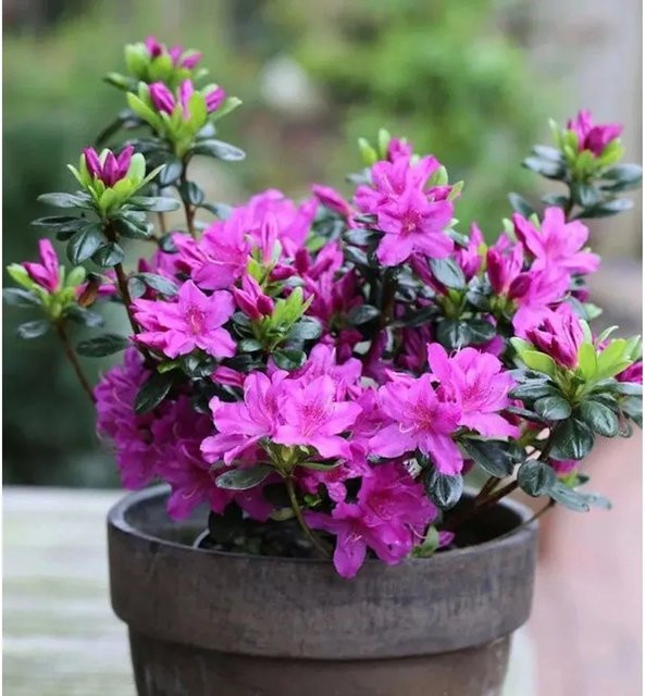 Japanische Azalee Lady Dark Rhododendron obtusum in Pink, Zwerg Alpenrose als Topfpflanze (15-20 cm) - Bild 1