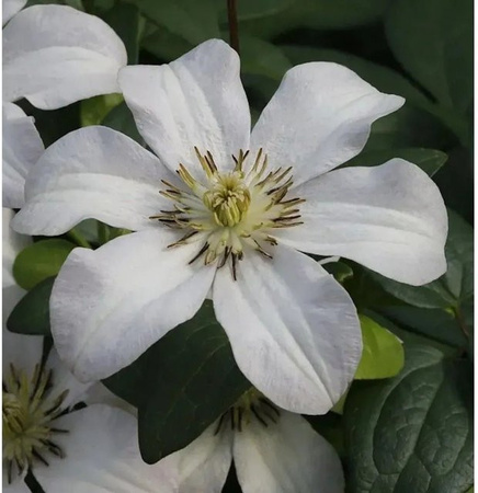 Clematis viticella Huldine weiße Waldrebe Kletterpflanze für den Garten