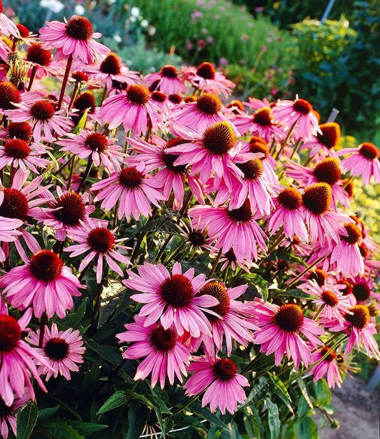 Echinacea purpurea Purpur-Sonnenhut Pflanze - Bild 1