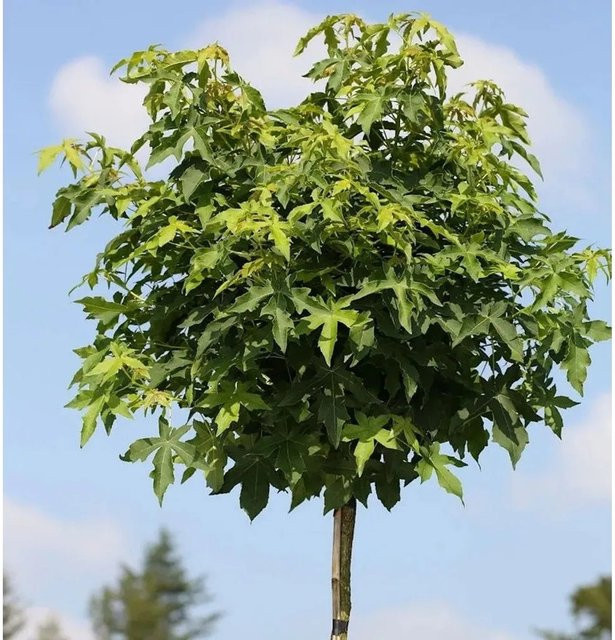 Liquidambar styraciflua Amberbaum Gumball Hochstamm Kugelbaum von Nr-01.de in Grün, Höhe: 40-60 cm - Bild 1