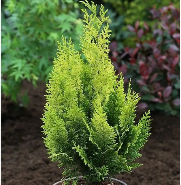 Gelbe Scheinzypresse Ivonne Chamaecyparis awsoniana als Heckenpflanze, Höhe: 50-60 cm - Bild 1