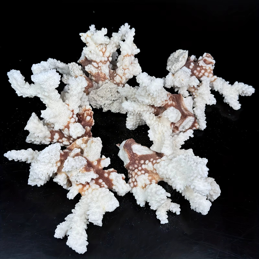 CrystalHola Natürlicher Korallenstein als Boho Blumen-Dekor und Schmuckorganizer in Weiß - Bild 3