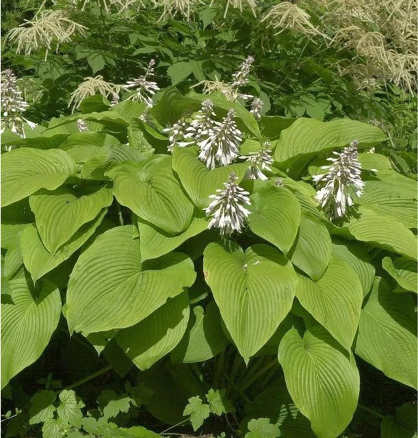 Hosta montana Berg Funkie Green Acres Grüne Solitärpflanze von Nr-01.de - Bild 1