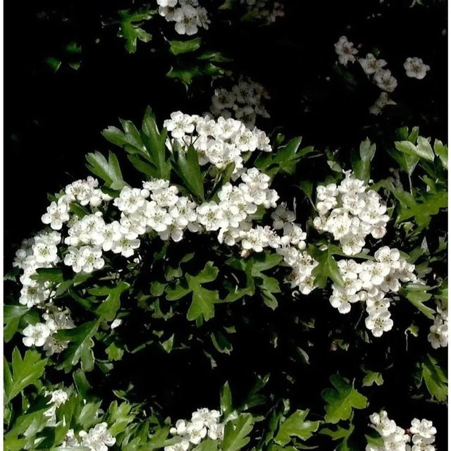 Kugel Zwerg Weißdorn Crataegus monogyna von Die Nr-01.de, Höhe: 60-80 cm - Bild 1