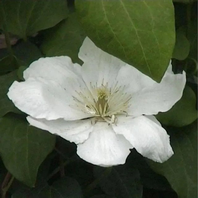 Clematis Waldrebe Guernsey Cream Kletterpflanze in Weiß und Creme, Höhe: 60-80 cm - Bild 1