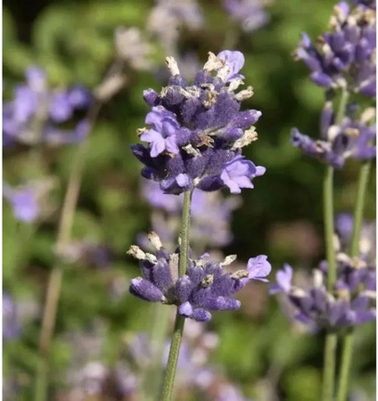 Breitblättriger Lavendel Lavandula latifolia von Nr-01.de in lila, eine mehrjährige Gartenpflanze im Topf