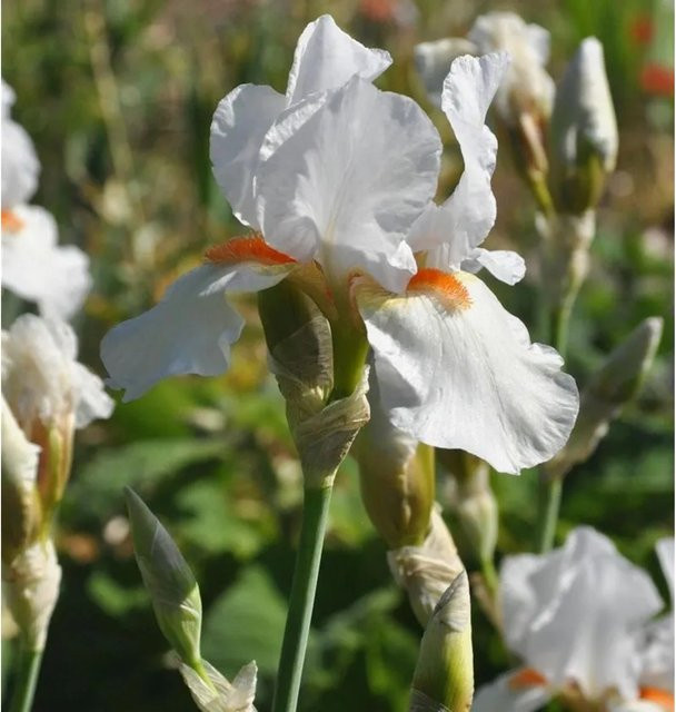 Mittelhohe Schwertlilie Avanelle Iris barbata als Beetpflanze - Bild 1