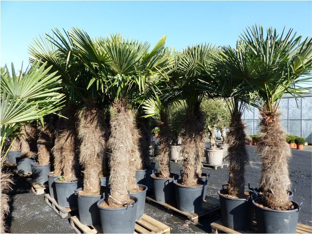 Trachycarpus fortunei Hanfpalme mit 120 cm Stamm, winterharte Palme bis -18°C, 240 cm Höhe - Bild 1