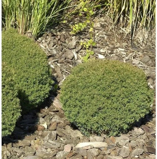 Kuschellebensbaum Teddy Thuja occidentalis als grüne Kübelpflanze für kleine Gärten oder Grabbepflanzung, Höhe: 15-20 cm - Bild 1
