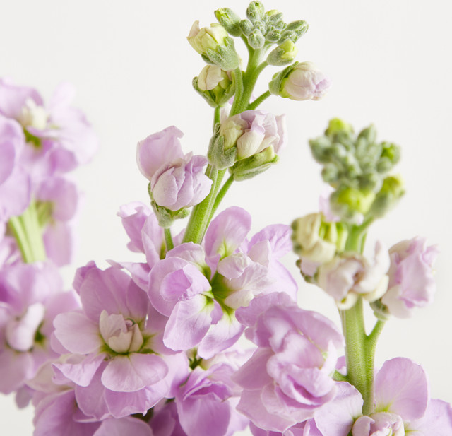 Blume2000 Lila Levkojen Single Stem Purple - Bild 1