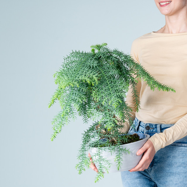 BLUME2000 Araucaria Bonsai mit Spiralstamm in grauer Steinoptik-Schale - Bild 1