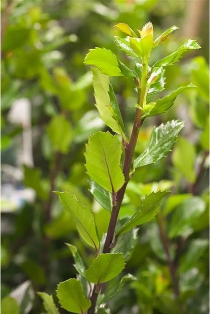 Ilex meserveae Blue Prince Heckenpflanze in Blau und Grün, Höhe: 40-50 cm - Bild 1