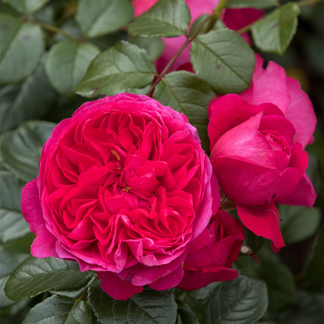 Kletterrose Deep Love Tantau wurzelnackt rosa Kletterstrauch mit Blüte von Juni bis Oktober - Bild 1