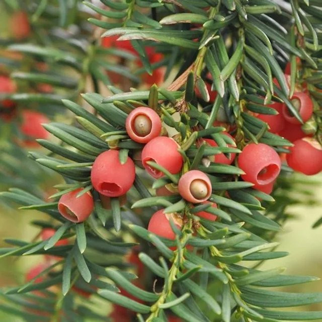Gewöhnliche Eibe Taxus baccata als Heckenpflanze von Nr-01.de, Höhe: 20-30 cm - Bild 1